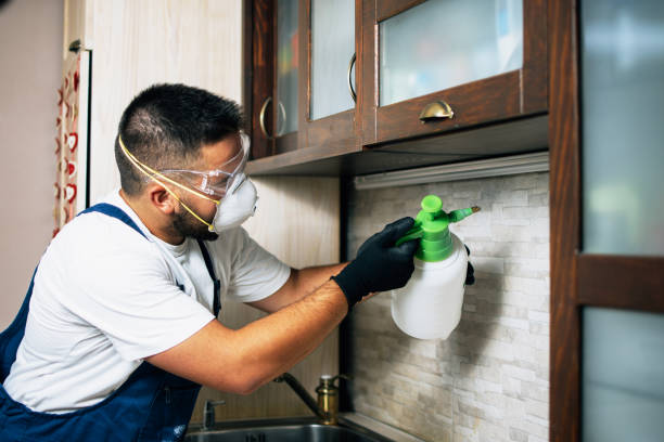 Best Local Pest Control Services  in Zion, IL