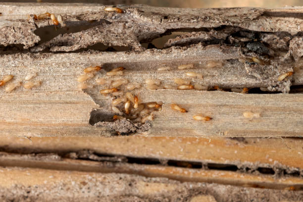 Best Pest Prevention Services  in Zion, IL