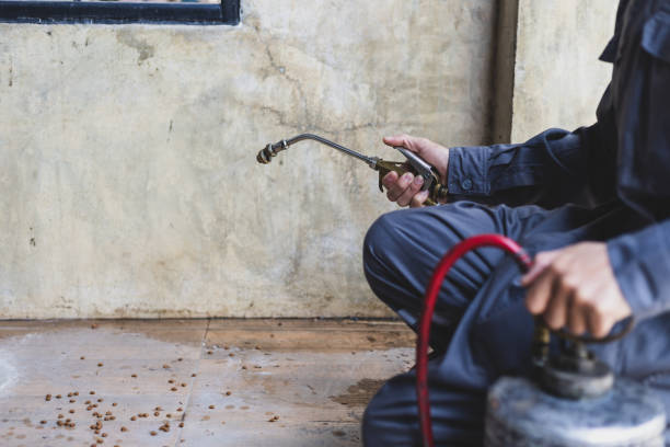 Best Affordable Pest Control Services  in Zion, IL